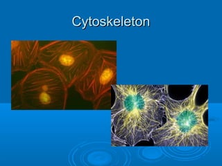 CytoskeletonCytoskeleton
 