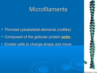 MicrofilamentsMicrofilaments
 Thinnest cytoskeletal elements (rodlike)Thinnest cytoskeletal elements (rodlike)
 Composed of the globular proteinComposed of the globular protein actinactin
 Enable cells to change shape and moveEnable cells to change shape and move
 