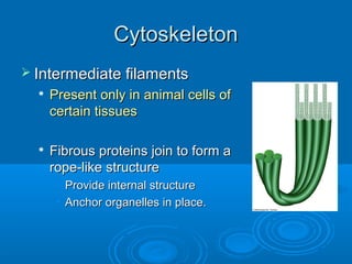 CytoskeletonCytoskeleton
 Intermediate filamentsIntermediate filaments

Present only in animal cells ofPresent only in animal cells of
certain tissuescertain tissues

Fibrous proteins join to form aFibrous proteins join to form a
rope-like structurerope-like structure
• Provide internal structureProvide internal structure
• Anchor organelles in place.Anchor organelles in place.
 