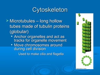 CytoskeletonCytoskeleton
 Microtubules – long hollowMicrotubules – long hollow
tubes made of tubulin proteinstubes made of tubulin proteins
(globular)(globular)

Anchor organelles and act asAnchor organelles and act as
tracks for organelle movementtracks for organelle movement

Move chromosomes aroundMove chromosomes around
during cell divisionduring cell division
• Used to make cilia and flagellaUsed to make cilia and flagella
 