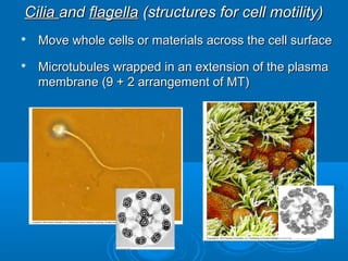 CiliaCilia andand flagellaflagella (structures for cell motility)(structures for cell motility)

Move whole cells or materials across the cell surfaceMove whole cells or materials across the cell surface

Microtubules wrapped in an extension of the plasmaMicrotubules wrapped in an extension of the plasma
membrane (9 + 2 arrangement of MT)membrane (9 + 2 arrangement of MT)
 