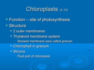 ChloroplastsChloroplasts (4.14)(4.14)
 Function – site of photosynthesisFunction – site of photosynthesis
 StructureStructure

2 outer membranes2 outer membranes

Thylakoid membrane systemThylakoid membrane system
• Stacked membrane sacs called granumStacked membrane sacs called granum

Chlorophyll in granumChlorophyll in granum

StromaStroma
• Fluid part of chloroplastFluid part of chloroplast
 