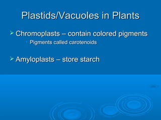 Plastids/Vacuoles in PlantsPlastids/Vacuoles in Plants
 Chromoplasts – contain colored pigmentsChromoplasts – contain colored pigments
• Pigments called carotenoidsPigments called carotenoids
 Amyloplasts – store starchAmyloplasts – store starch
 