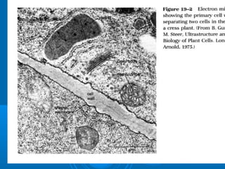 Plant Cell TEMPlant Cell TEM
 