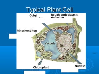 Typical Plant CellTypical Plant Cell
 