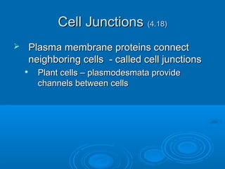 Cell JunctionsCell Junctions (4.18)(4.18)
 Plasma membrane proteins connectPlasma membrane proteins connect
neighboring cells - called cell junctionsneighboring cells - called cell junctions

Plant cells – plasmodesmata providePlant cells – plasmodesmata provide
channels between cellschannels between cells
 
