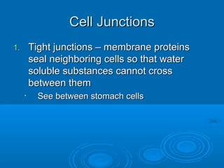 Cell JunctionsCell Junctions
1.1. Tight junctions – membrane proteinsTight junctions – membrane proteins
seal neighboring cells so that waterseal neighboring cells so that water
soluble substances cannot crosssoluble substances cannot cross
between thembetween them
•
See between stomach cellsSee between stomach cells
 