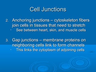Cell JunctionsCell Junctions
2.2. Anchoring junctions – cytoskeleton fibersAnchoring junctions – cytoskeleton fibers
join cells in tissues that need to stretchjoin cells in tissues that need to stretch
•
See between heart, skin, and muscle cellsSee between heart, skin, and muscle cells
3.3. Gap junctions – membrane proteins onGap junctions – membrane proteins on
neighboring cells link to form channelsneighboring cells link to form channels
•
This links the cytoplasm of adjoining cellsThis links the cytoplasm of adjoining cells
 