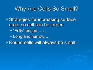 Why Are Cells So Small? Strategies for increasing surface area, so cell can be larger: “ Frilly” edged……. Long and narrow….. Round cells will always be small. 