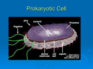 Prokaryotic Cell 