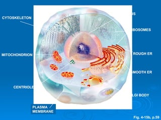CYTOSKELETON MITOCHONDRION CENTRIOLES LYSOSOME GOLGI BODY SMOOTH ER ROUGH ER RIBOSOMES NUCLEUS PLASMA MEMBRANE Fig. 4-15b, p.59 