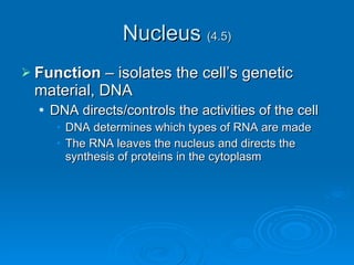 Nucleus  (4.5) Function  – isolates the cell’s genetic material, DNA DNA directs/controls the activities of the cell DNA determines which types of RNA are made The RNA leaves the nucleus and directs the synthesis of proteins in the cytoplasm 