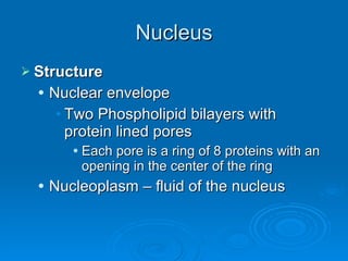 Nucleus Structure Nuclear envelope Two Phospholipid bilayers with protein lined pores Each pore is a ring of 8 proteins with an opening in the center of the ring Nucleoplasm – fluid of the nucleus 