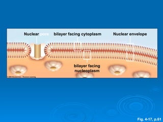 Nuclear  pore bilayer facing cytoplasm Nuclear   envelope bilayer facing nucleoplasm Fig. 4-17, p.61 