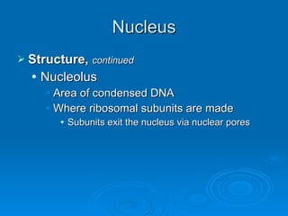 Nucleus Structure,  continued Nucleolus Area of condensed DNA Where ribosomal subunits are made Subunits exit the nucleus via nuclear pores 