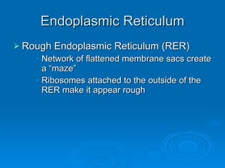 Endoplasmic Reticulum Rough Endoplasmic Reticulum (RER) Network of flattened membrane sacs create a “maze” Ribosomes attached to the outside of the RER make it appear rough 