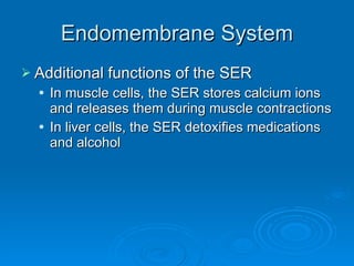 Endomembrane System Additional functions of the SER In muscle cells, the SER stores calcium ions and releases them during muscle contractions In liver cells, the SER detoxifies medications and alcohol 