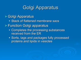 Golgi Apparatus Golgi Apparatus  Stack of flattened membrane sacs Function Golgi apparatus Completes the processing substances received from the ER Sorts, tags and packages fully processed proteins and lipids in vesicles 