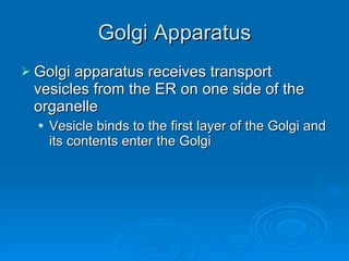 Golgi Apparatus Golgi apparatus receives transport vesicles from the ER on one side of the organelle Vesicle binds to the first layer of the Golgi and its contents enter the Golgi 