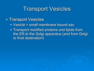 Transport Vesicles Transport Vesicles Vesicle = small membrane bound sac Transport modified proteins and lipids from the ER to the Golgi apparatus (and from Golgi to final destination) 