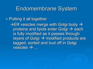 Endomembrane System Putting it all together  ER vesicles merge with Golgi body    proteins and lipids enter Golgi    each is fully modified as it passes through layers of Golgi    modified products are tagged, sorted and bud off in Golgi vesicles    … 