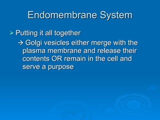 Endomembrane System Putting it all together    Golgi vesicles either merge with the plasma membrane and release their contents OR remain in the cell and serve a purpose 