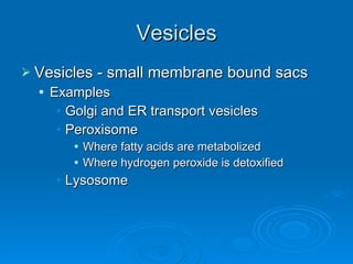 Vesicles Vesicles - small membrane bound sacs Examples Golgi and ER transport vesicles Peroxisome  Where fatty acids are metabolized Where hydrogen peroxide is detoxified Lysosome 