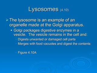 Lysosomes  (4.10) The lysosome is an example of an organelle made at the Golgi apparatus. Golgi packages digestive enzymes in a vesicle.  The vesicle remains in the cell and: Digests unwanted or damaged cell parts Merges with food vacuoles and digest the contents Figure 4.10A 
