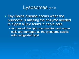 Lysosomes  (4.11) Tay-Sachs disease occurs when the lysosome is missing the enzyme needed to digest a lipid found in nerve cells. As a result the lipid accumulates and nerve cells are damaged as the lysosome swells with undigested lipid. 