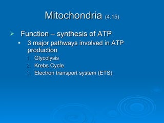 Mitochondria  (4.15) Function – synthesis of ATP 3 major pathways involved in ATP production Glycolysis Krebs Cycle Electron transport system (ETS) 