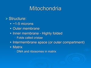 Mitochondria Structure:  ~1-5 microns Outer membrane Inner membrane - Highly folded Folds called cristae Intermembrane space (or outer compartment) Matrix  DNA and ribosomes in matrix 