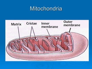 Mitochondria 