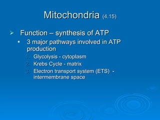 Mitochondria  (4.15) Function – synthesis of ATP 3 major pathways involved in ATP production Glycolysis - cytoplasm Krebs Cycle - matrix Electron transport system (ETS)  - intermembrane space 