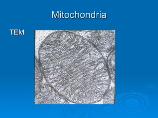 Mitochondria TEM 