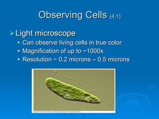 Observing Cells  (4.1) Light microscope Can observe living cells in true color Magnification of up to ~1000x Resolution ~ 0.2 microns – 0.5 microns 