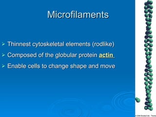 Microfilaments Thinnest cytoskeletal elements (rodlike) Composed of the globular protein  actin  Enable cells to change shape and move 
