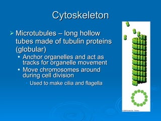 Cytoskeleton Microtubules – long hollow tubes made of tubulin proteins (globular) Anchor organelles and act as tracks for organelle movement Move chromosomes around during cell division Used to make cilia and flagella 