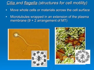 Cilia  and  flagella  (structures for cell motility) Move whole cells or materials across the cell surface  Microtubules wrapped in an extension of the plasma membrane (9 + 2 arrangement of MT) 