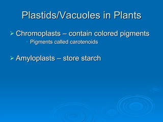 Plastids/Vacuoles in Plants Chromoplasts – contain colored pigments Pigments called carotenoids Amyloplasts – store starch 