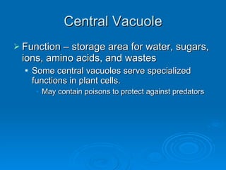 Central Vacuole Function – storage area for water, sugars, ions, amino acids, and wastes Some central vacuoles serve specialized functions in plant cells. May contain poisons to protect against predators 