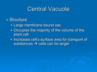 Central Vacuole Structure Large membrane bound sac Occupies the majority of the volume of the plant cell Increases cell’s surface area for transport of substances    cells can be larger 