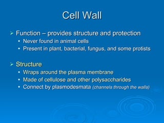 Cell Wall Function – provides structure and protection Never found in animal cells Present in plant, bacterial, fungus, and some protists Structure Wraps around the plasma membrane Made of cellulose and other polysaccharides Connect by plasmodesmata  (channels through the walls) 