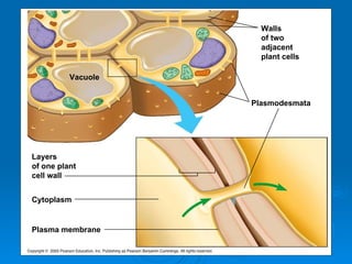 Vacuole Walls of two adjacent plant cells Plasmodesmata Layers of one plant cell wall Cytoplasm Plasma membrane 
