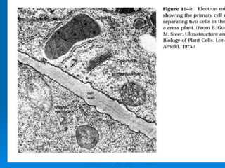 Plant Cell TEM 