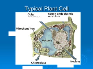 Typical Plant Cell 