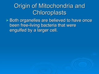 Origin of Mitochondria and Chloroplasts Both organelles are believed to have once been free-living bacteria that were engulfed by a larger cell. 