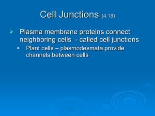 Cell Junctions  (4.18) Plasma membrane proteins connect neighboring cells  - called cell junctions Plant cells – plasmodesmata provide channels between cells 