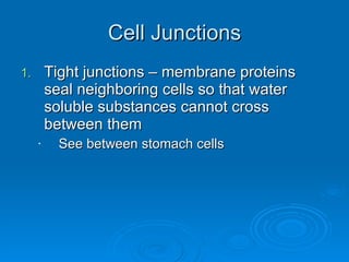 Cell Junctions Tight junctions – membrane proteins seal neighboring cells so that water soluble substances cannot cross between them See between stomach cells 