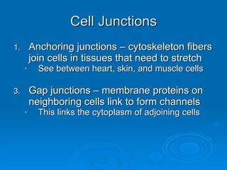 Cell Junctions Anchoring junctions – cytoskeleton fibers join cells in tissues that need to stretch See between heart, skin, and muscle cells Gap junctions – membrane proteins on neighboring cells link to form channels This links the cytoplasm of adjoining cells 