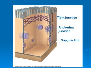 Gap junction Anchoring junction Tight junction 
